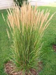 ornamental grasses