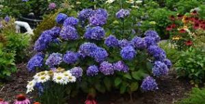 Ornamental Shrubs