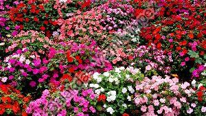 Bedding Plants