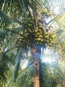 Natural Tender Coconut