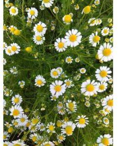 Chamomile Flower