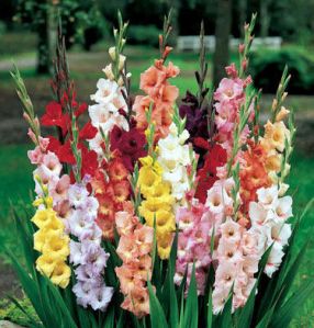 Gladiolus Flower