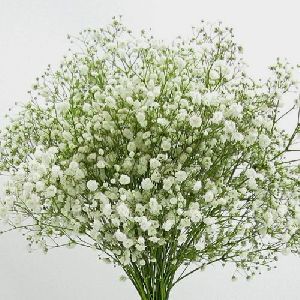 Gypsophila Flower