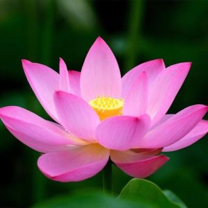 Lotus Flower