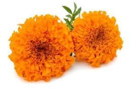 Marigold Flower