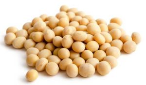 Organic Soybean Seeds