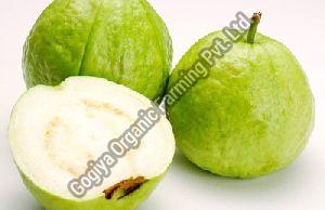 Fresh White Guava