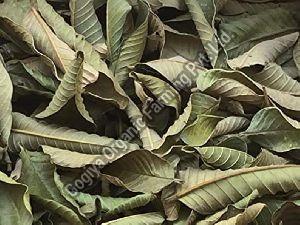 Natural Dry Guava Leaves