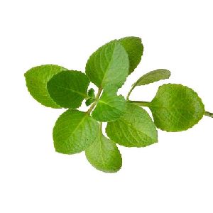 Green Oregano Leaves