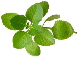 Oregano Herb