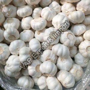 Fresh Garlic