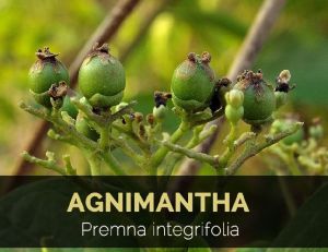 Agnimantha