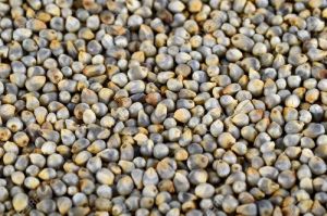 Pearl Millet Seeds