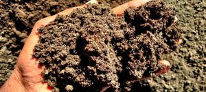 Organic vermicompost