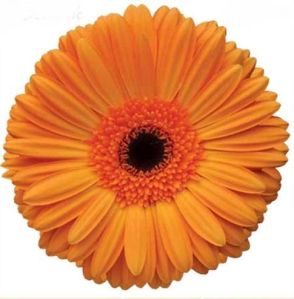 Gerbera Orange Flower