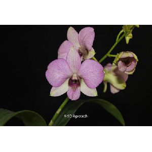 Light Pink Dendrobium Orchid Plant