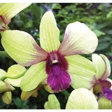 Thongchai Gold Dendrobium Orchid Plant