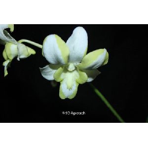 White and Yellow Dendrobium Orchid Plant