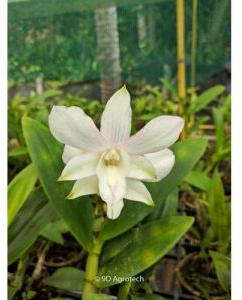 White Dendrobium Orchid Plant