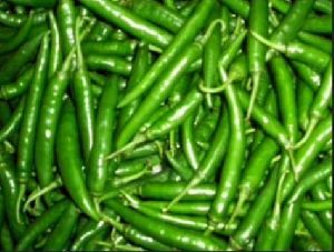 Nandita Green Chilli