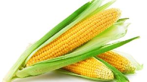 natural yellow maize