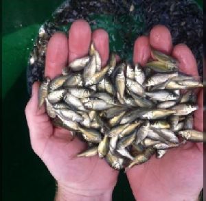 Amur Carp Fish Seed
