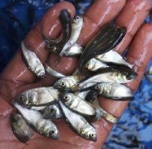 Silver Carp Fish Seed
