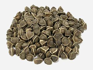 Moringa Seeds Without Wings
