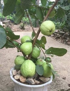Thai Super Kiran Guava