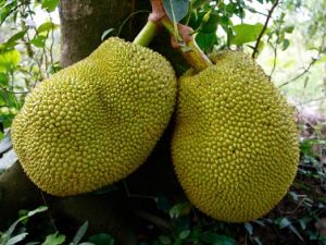 Fresh Jackfruit