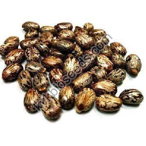 Castor Seeds