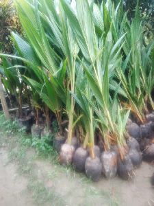 Dwarf coconut plant's