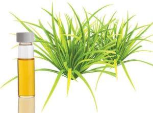 citronella java oil