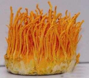 Cordyceps militaris mushroom