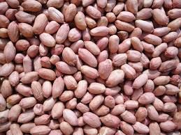 Groundnut Kernel