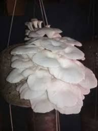 Fresh Oyster Mushroom