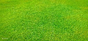 nilgiri grass