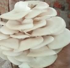 Mushroom Cultivation Training