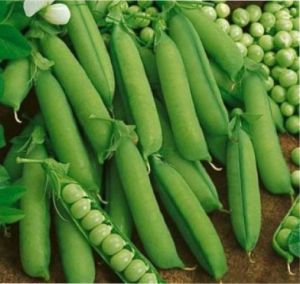 Fresh Green Peas