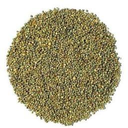 Pearl Millet Seeds