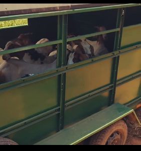 boer goats