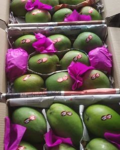 Mangoes alphonso