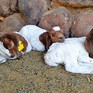 boer goats