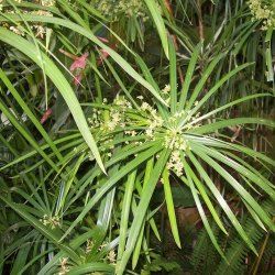 cyperus scariosus