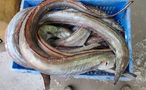 Black Eel Vam Fish