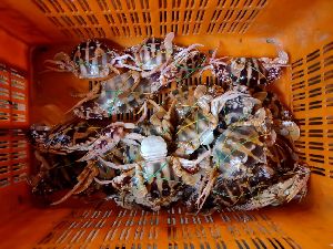 Red Crab
