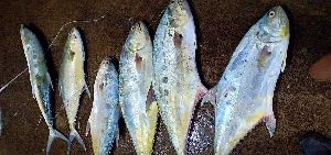 Queen Para Fish