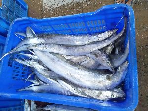 ribbon fish