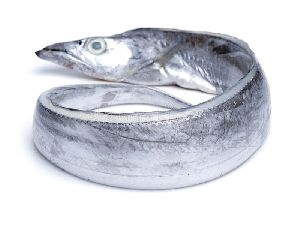 ribbon fish