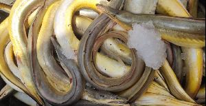 Yellow Eel Baam Fish